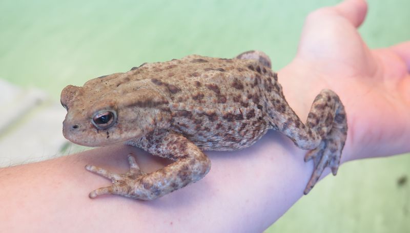 Amphibienschutz–Präsentation: Rettet die Frösche von Ernst Frey