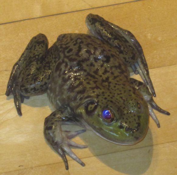 Amphibienschutz–Präsentation: Rettet die Frösche von Ernst Frey