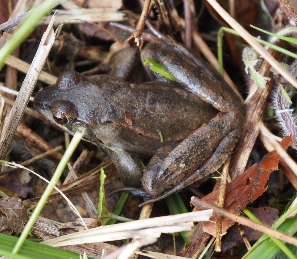 Frosch im Weingartener_Moor