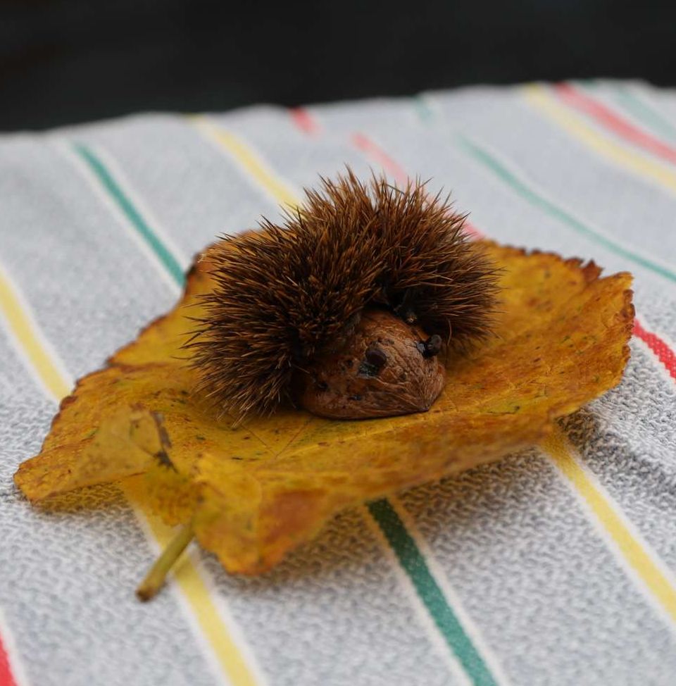 Igel