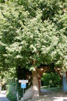Linde am alten Friedhof
