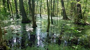 im Weingartener Moor