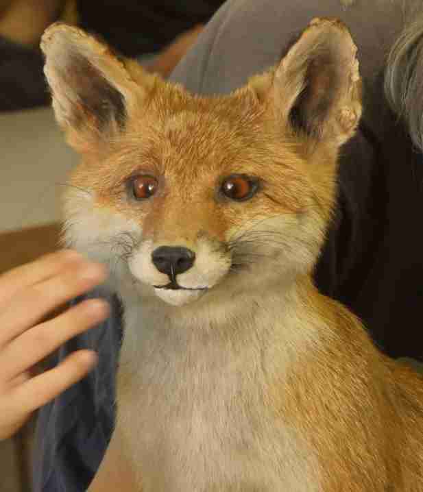 Fuchs