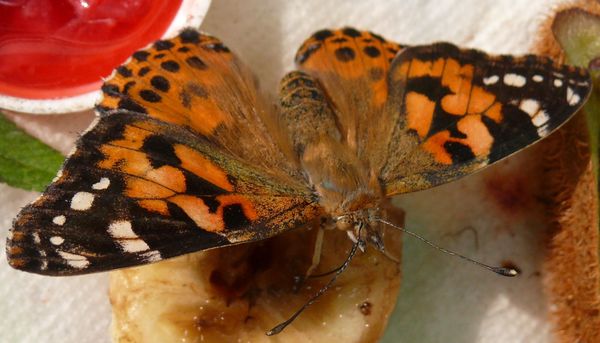 schmetterling3
