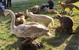 heimische Tiere